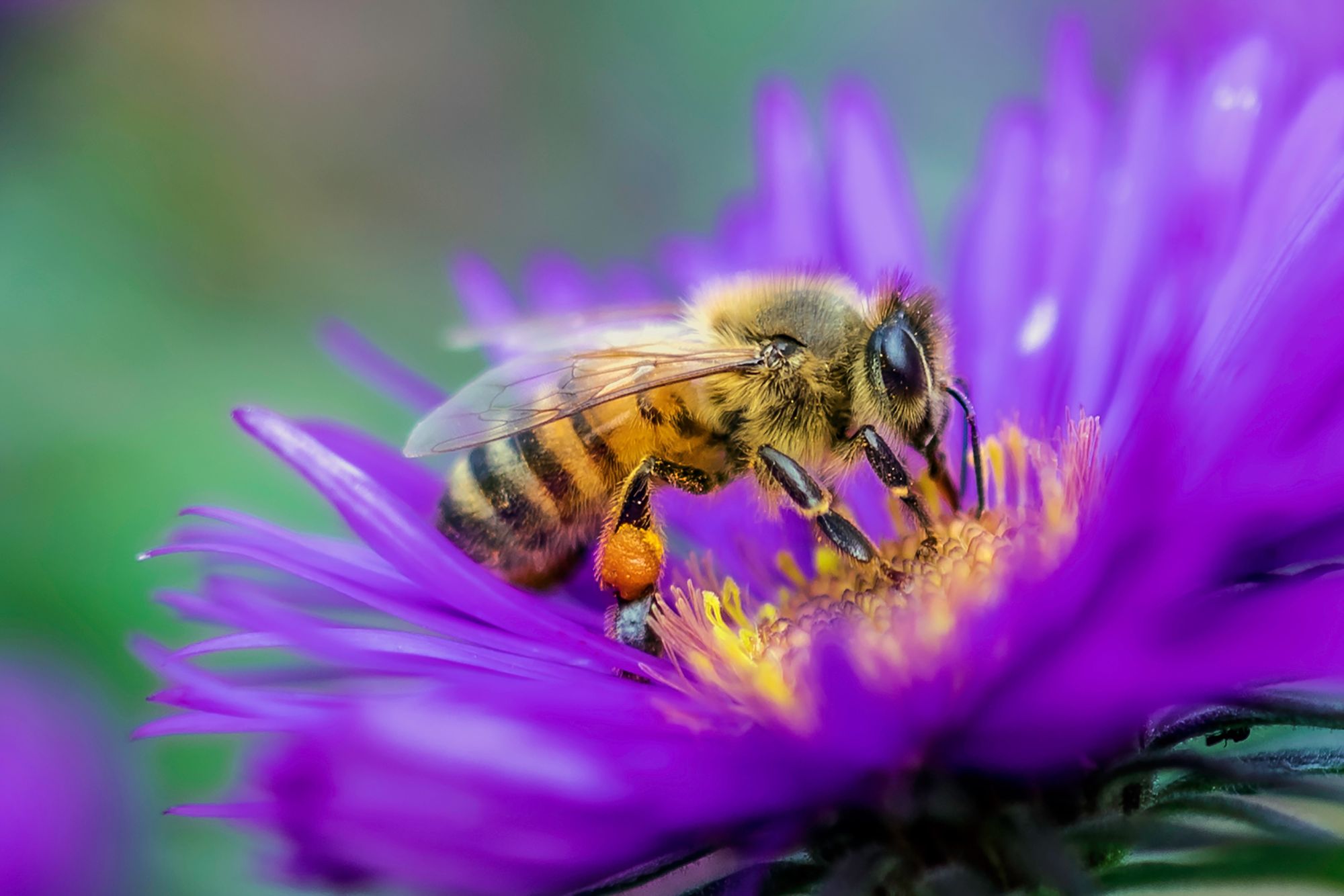 bee on a flower bee on a flower