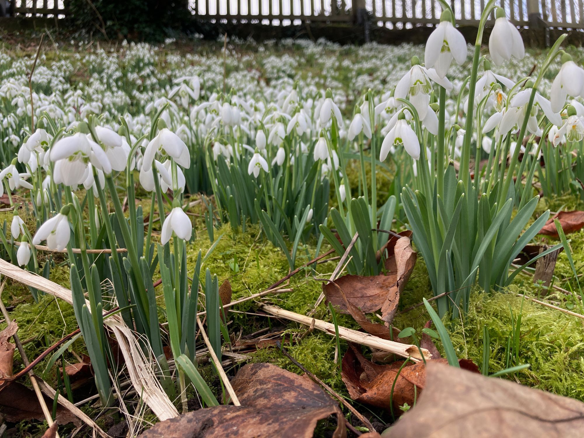 clumps of snowdrops stretching up a mossy bank