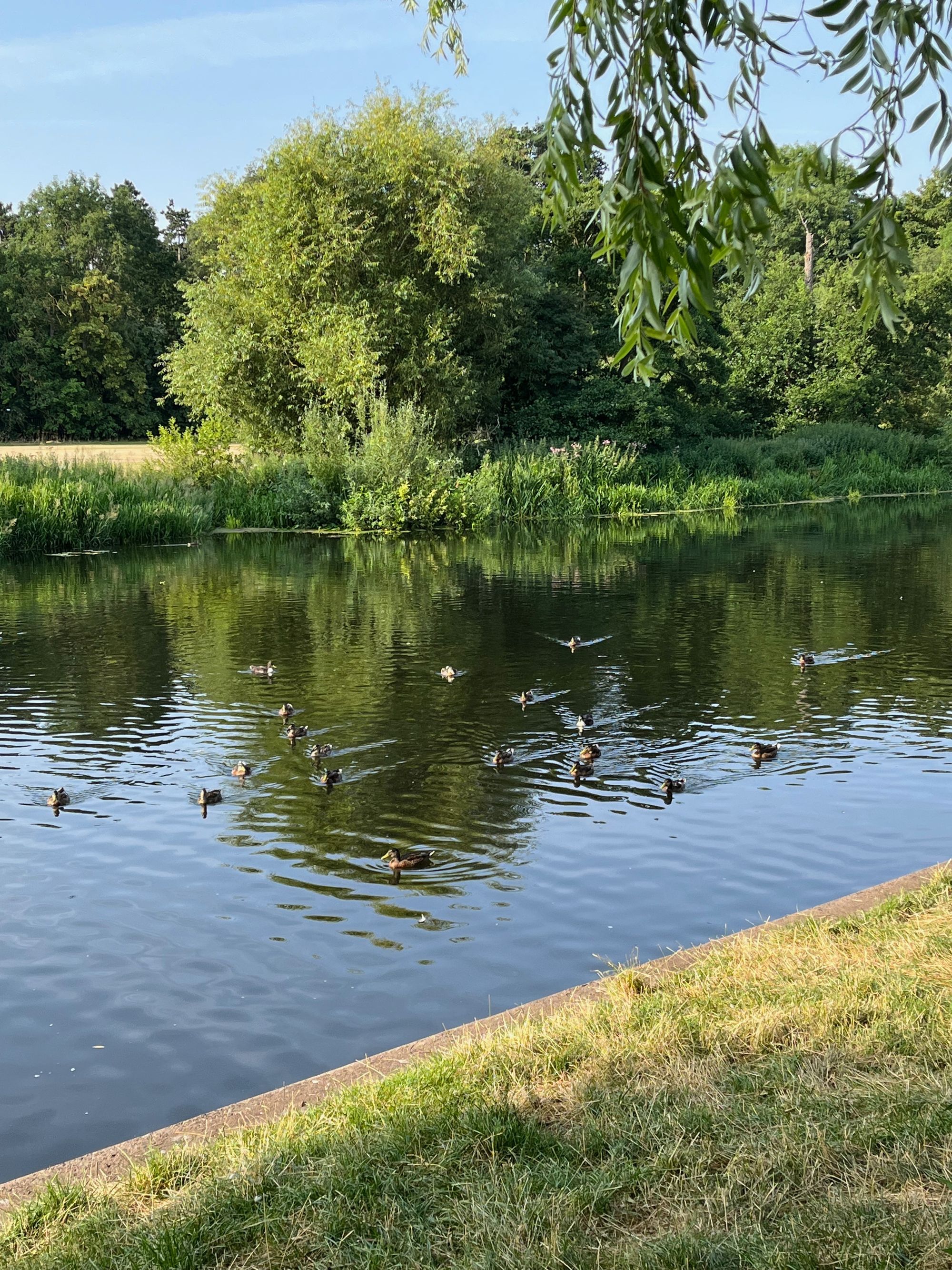 a river with trees on the far side and grassy banks. many ducks are swimming towards me