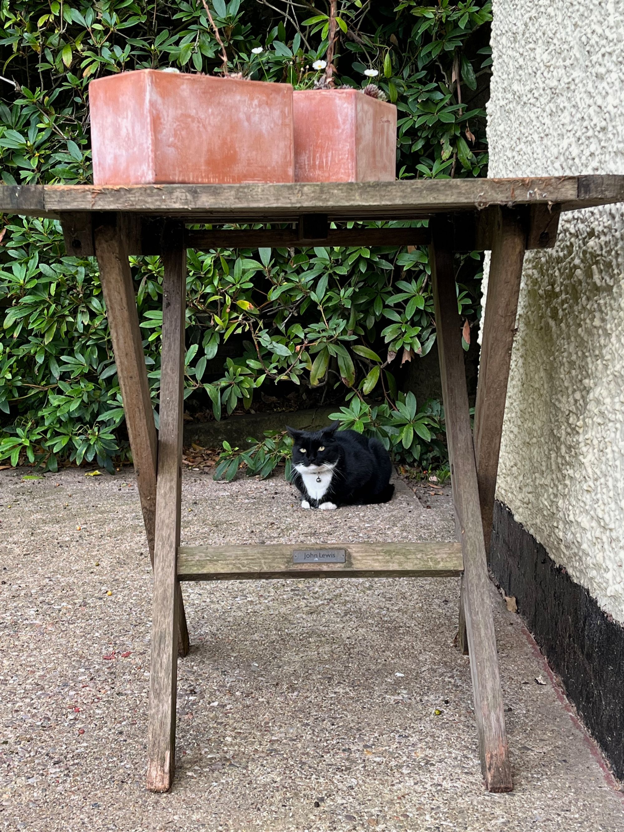 A black and white cat is sitting under a wooden table with plant pots on it