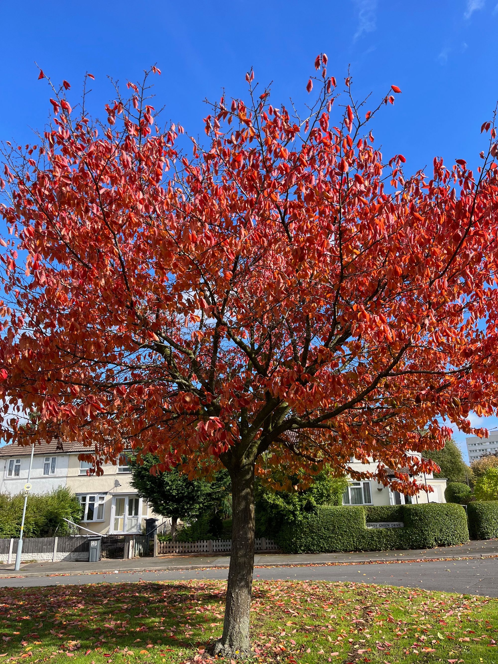 A tree with red leaves on a grass verge. Some houses and a road beyond. The sky is blue