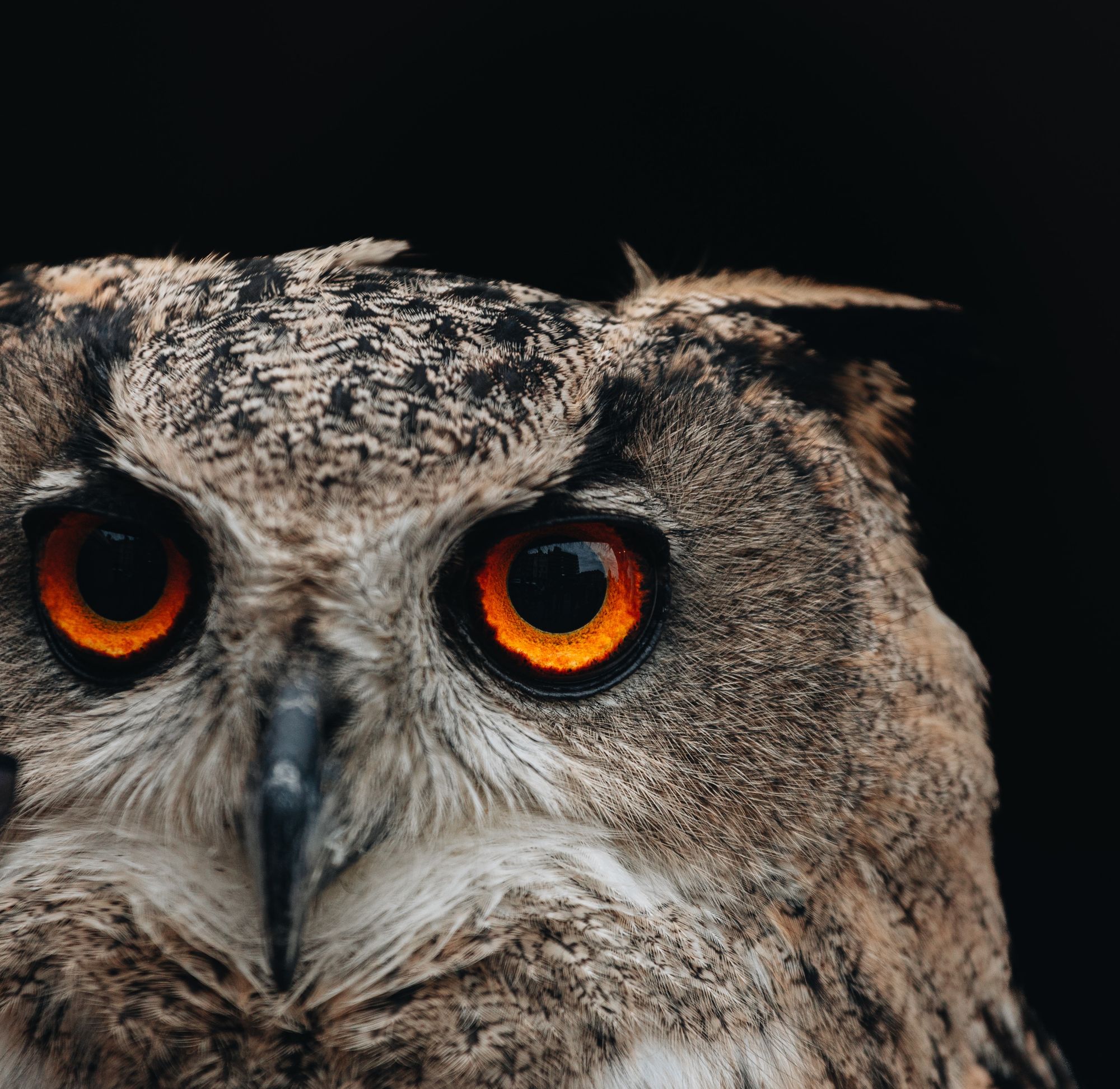 An orange-eyed, brown and black feathered owl stares at the camera