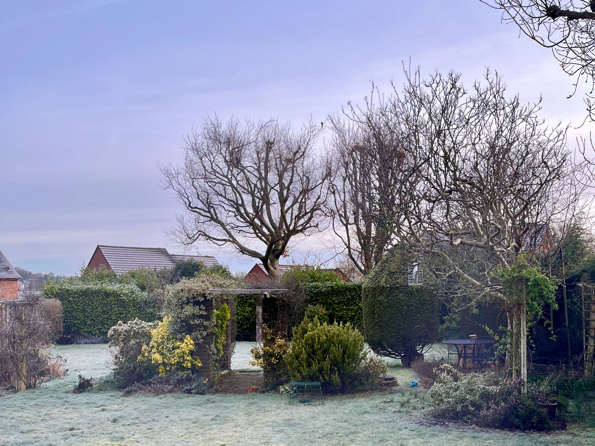 Trees and shrubs on a grassy lawn. There is a hedge and houses beyond
