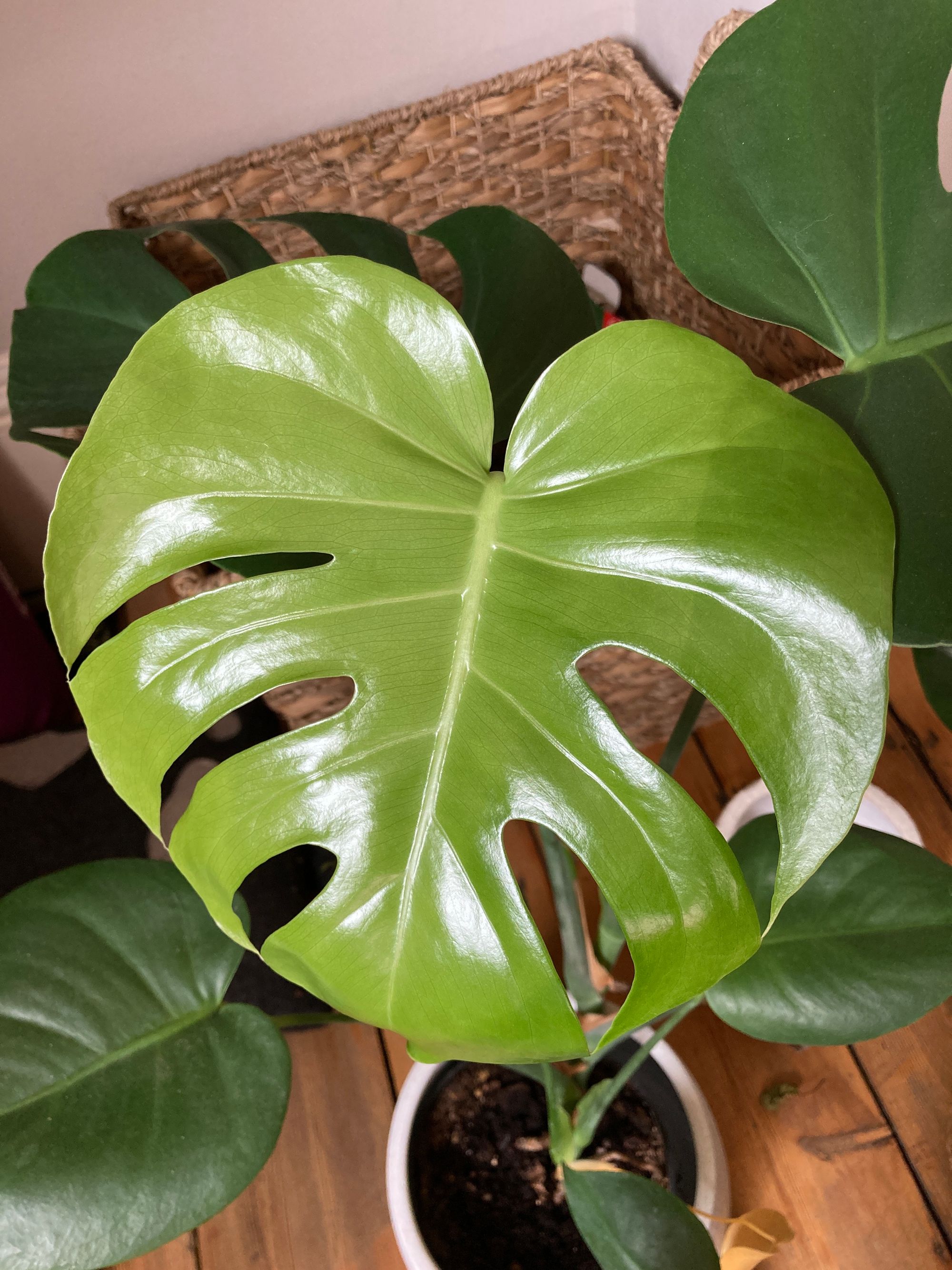 green heart shaped leaf