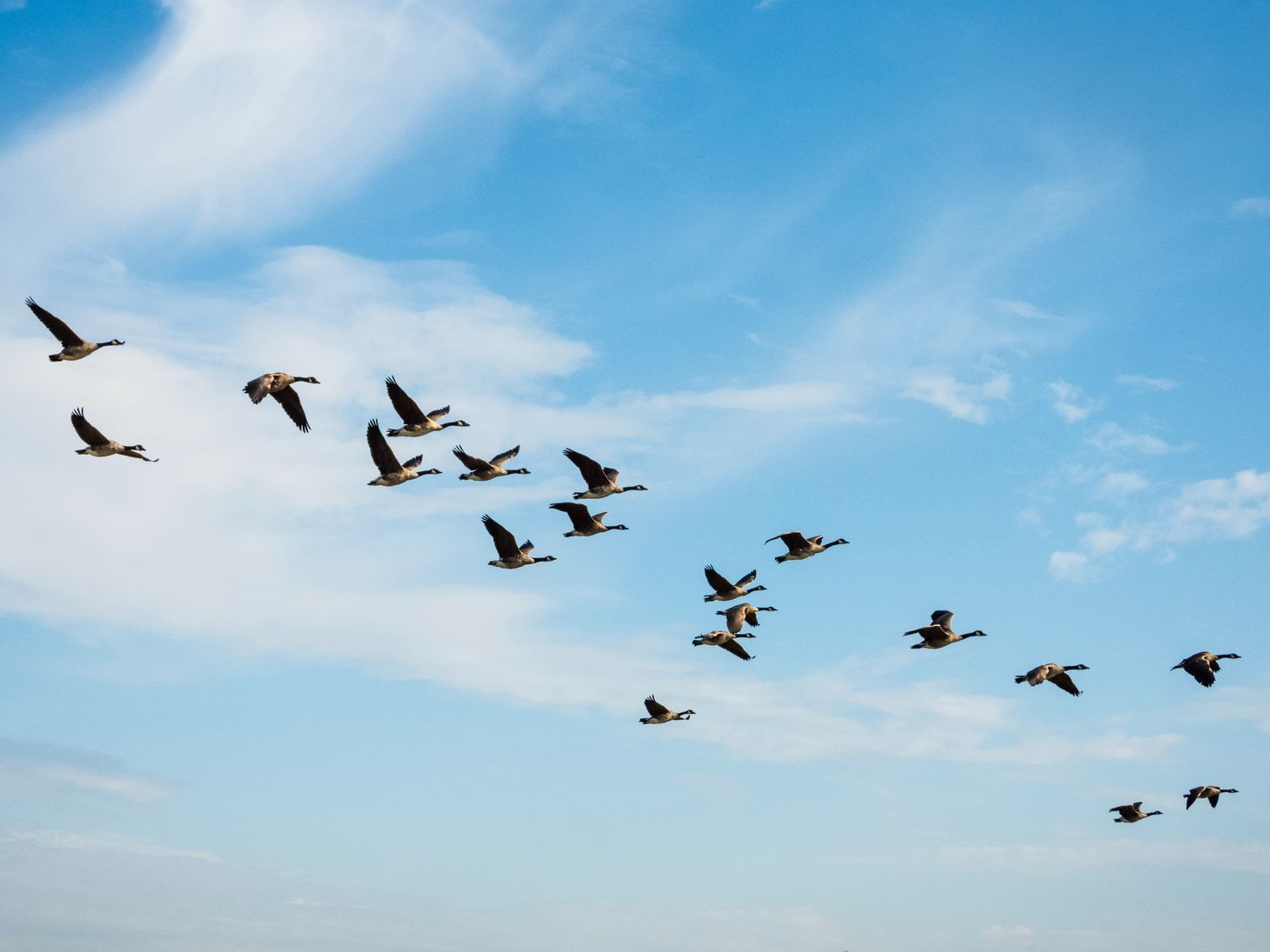 Geese in flight across a blue sky