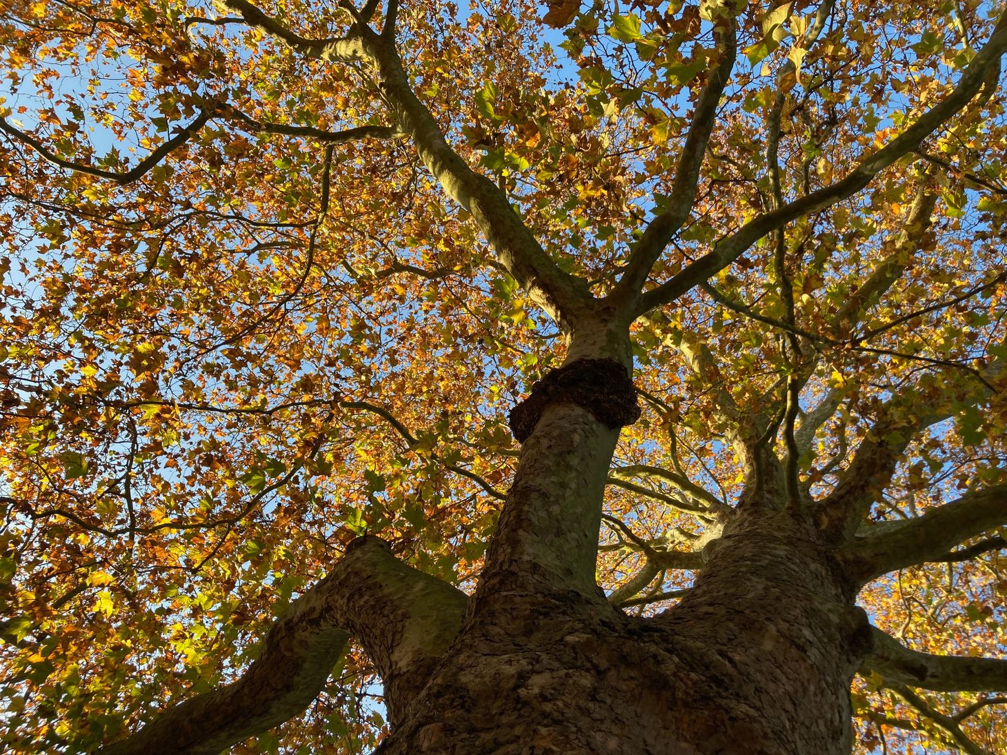 looking up a tree trunk at brown leaves. a blue sky is visible