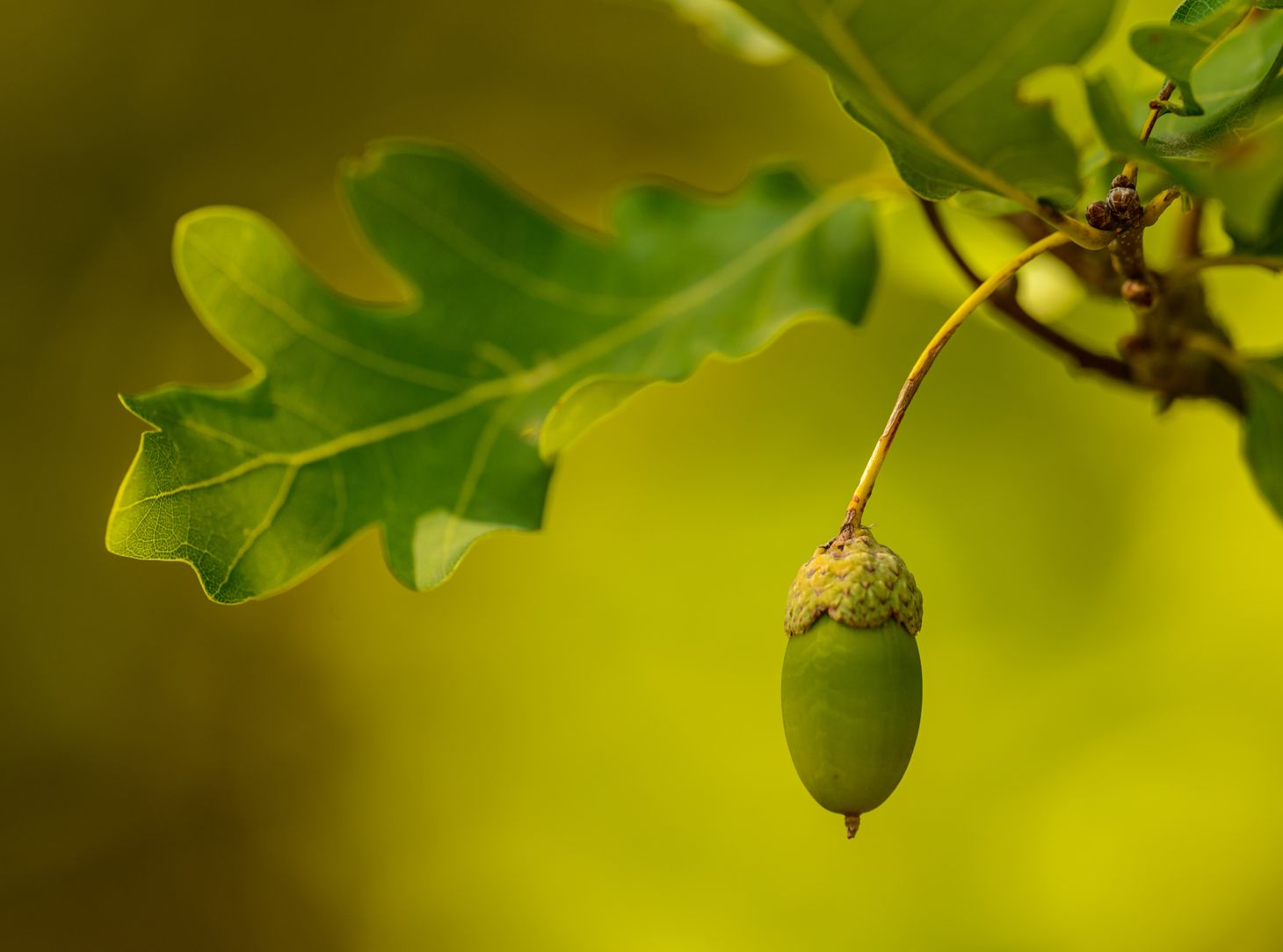 Acorn and oak leaf
