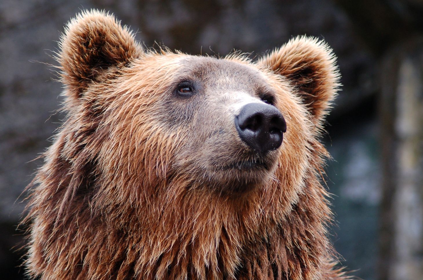 A brown bear with a shiny black nose looks wistfully towards the top right of the photo