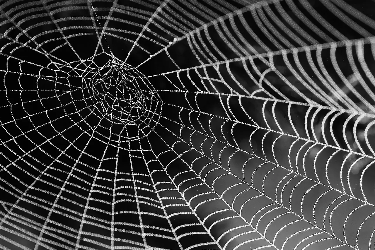 cobweb with dew drops